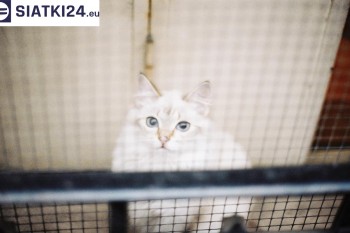 Siatki Kęty - Zabezpieczenie balkonu siatką - Kocia siatka - bezpieczny kot dla terenów Kęt